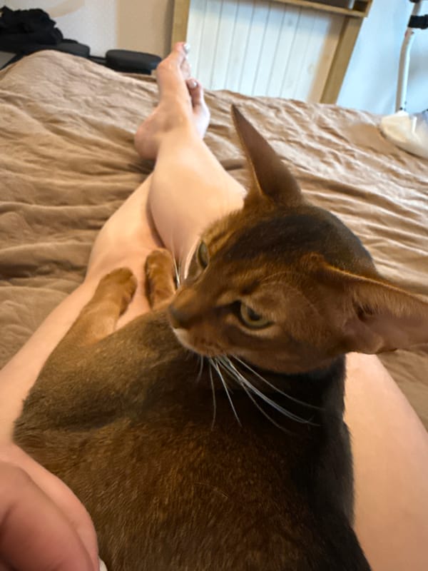 Lazy afternoon in Minsk with a cat, flowers, and home details