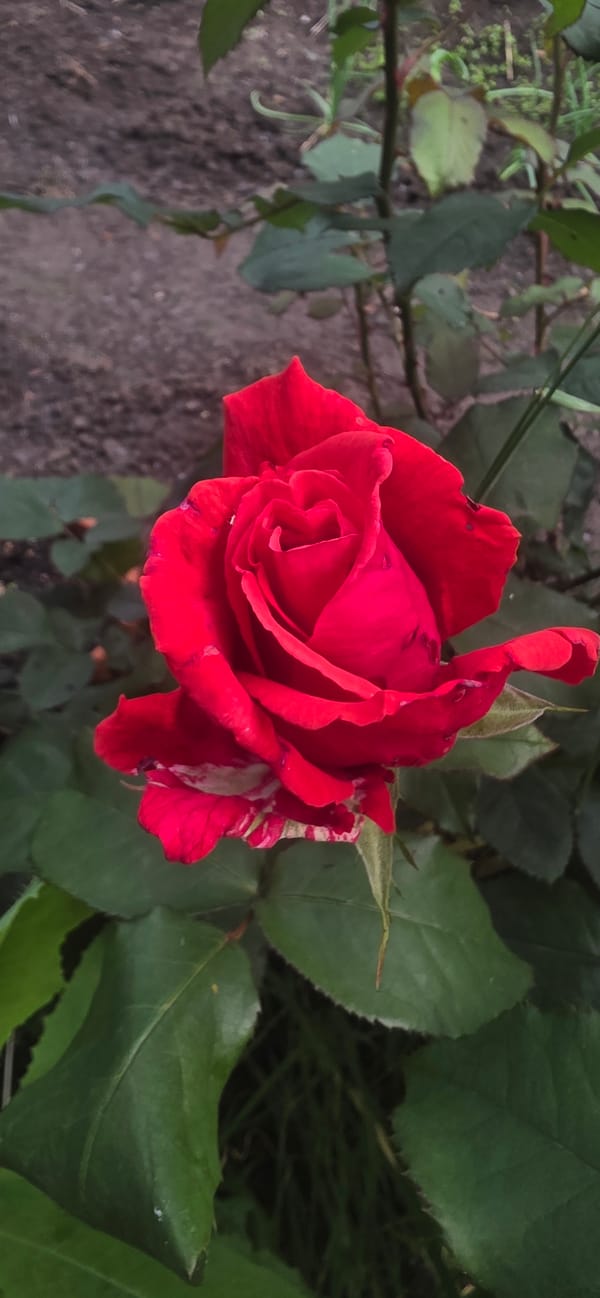 Garden flowers documented in bloom in Smolnik, Bulgaria