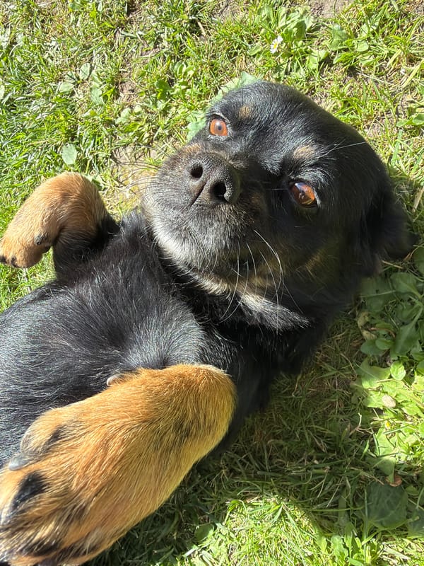 Kozova backyard in summer: dogs, garden, and ripe fruit