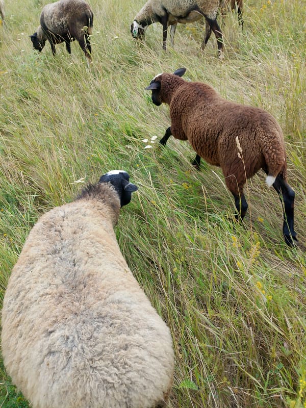 Sheep, goats, and dogs across open grassland pastures