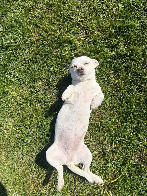 White dog rests among spring flowers in Bulgarian village