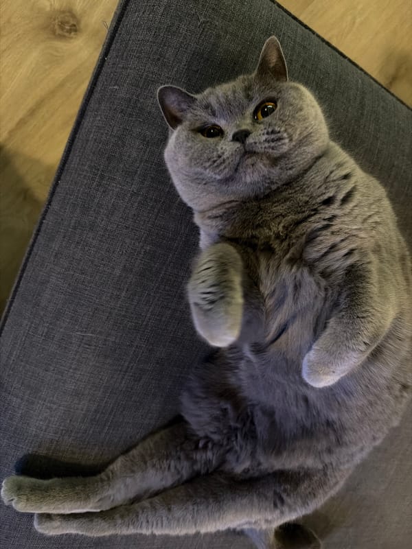 Grey British Shorthair cat photographed relaxing on sofa in Sofia