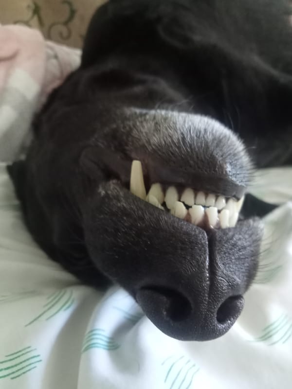 Black dog relaxing at home in Khmelnytskyi