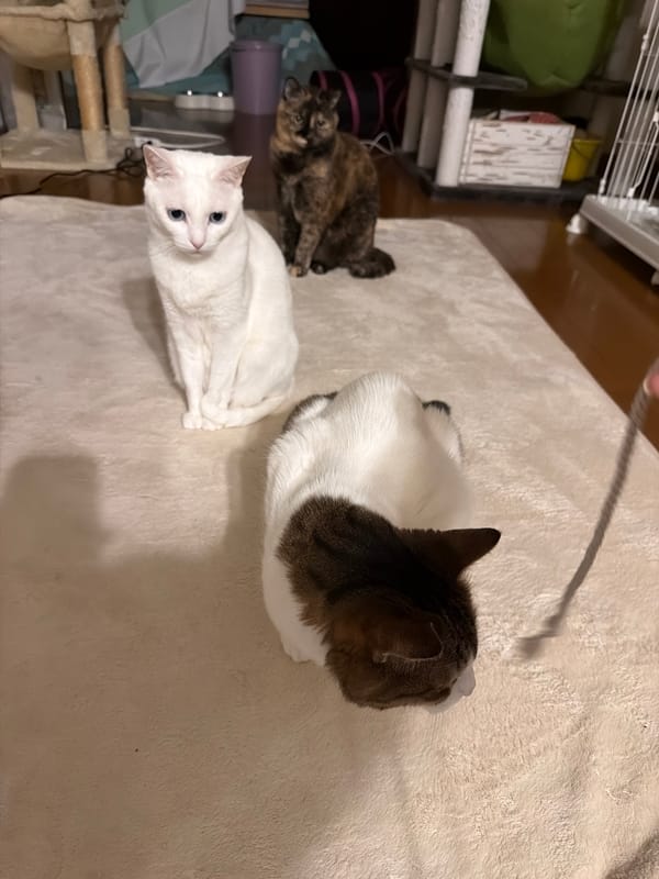 Cats play and rest indoors in Kawasaki home