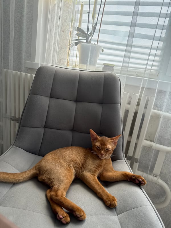 Abyssinian cat naps on a gray armchair in a Stary Oskol apartment