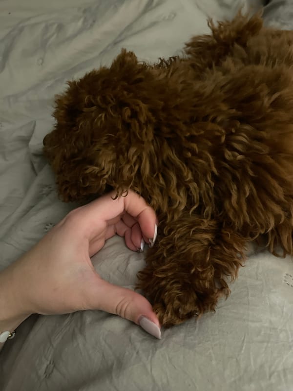 Small dog enjoys quiet evening moments with owner in Sofia