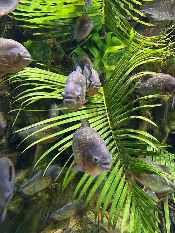 Visitor documents aquarium experience in Kogalym, Russia