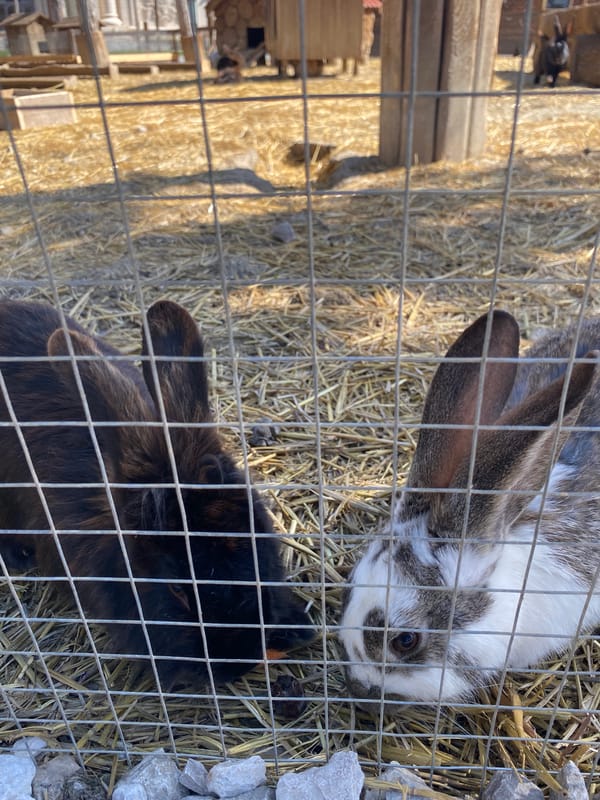 Farm animals observed in Sevastopol enclosures Friday morning