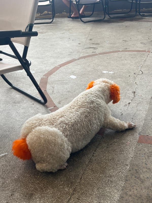 Dyed dogs spotted roaming Nha Trang coffee district overnight