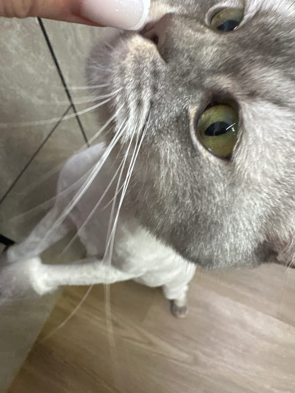 Jumping, flipping, and cat moments from a home in Abakan