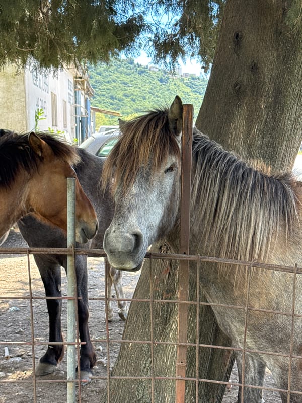 Horses and donkey gathered in rural Montenegro enclosure