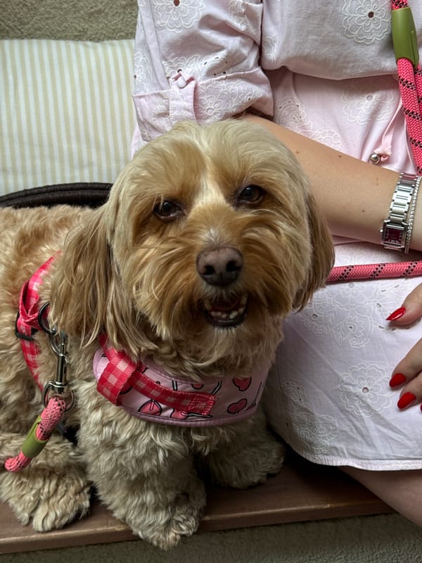 Dog accompanies owner to Belgrade restaurant during lunch