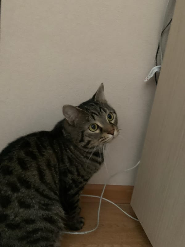 Tabby cat documented in domestic setting, Stavropol Russia