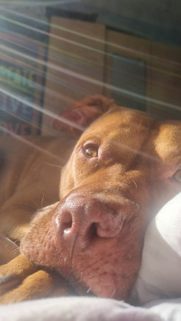 Brown dogs photographed sleeping on white bedding indoors