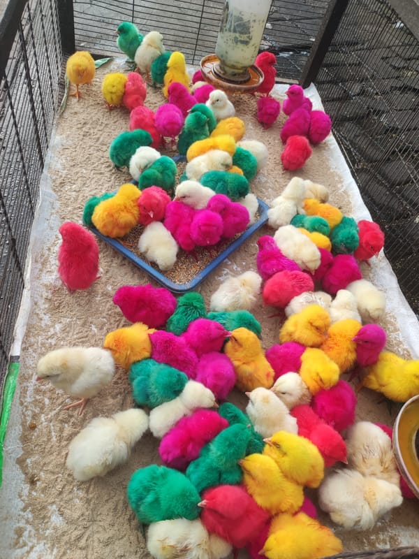 Colorfully dyed chicks gather near cage in Blahbatuh