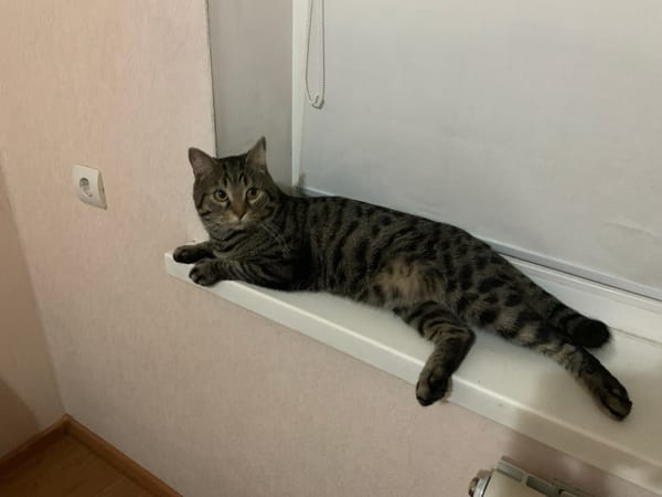 Tabby cat photographed on windowsill in Stavropol
