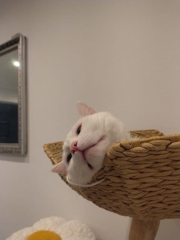 White cat photographed lounging in woven bed in Luxembourg