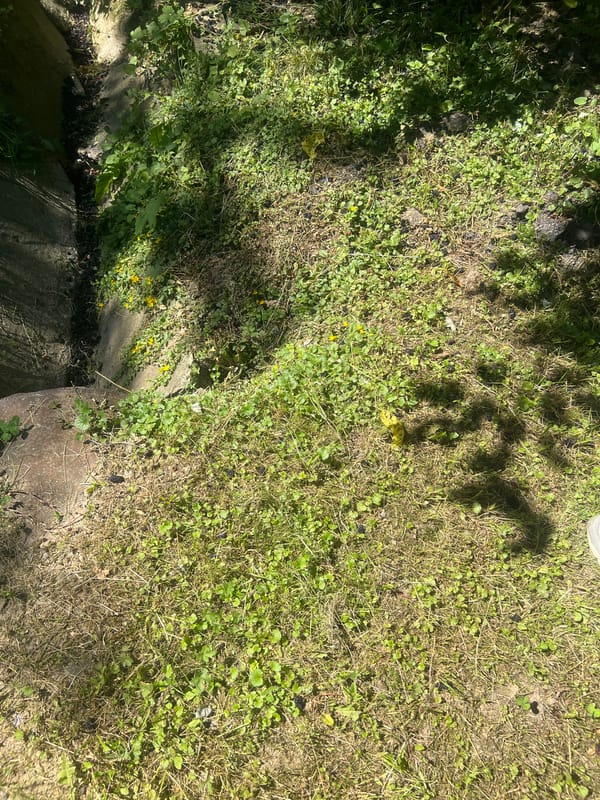 Rural Bârnova: old well, wildflowers, and tree canopies on a summer morning