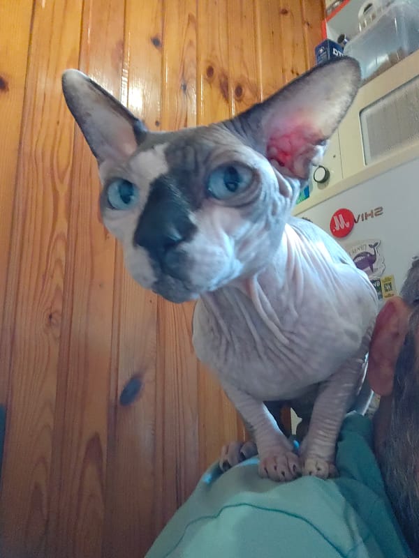 Pyatigorsk resident shares quiet afternoon with Sphynx cat, cooking