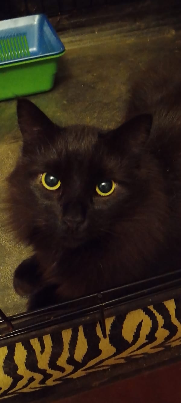 Cats at home in Belgorod, relaxing and going about their day