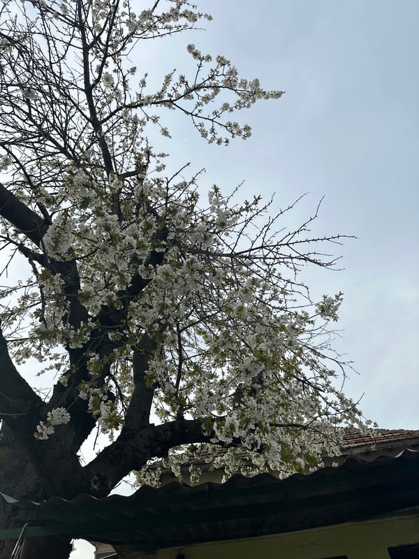 Spring afternoon moments captured in rural Bulgarian village