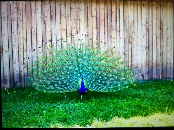Flora, fauna, and village life in Luh, Ukraine