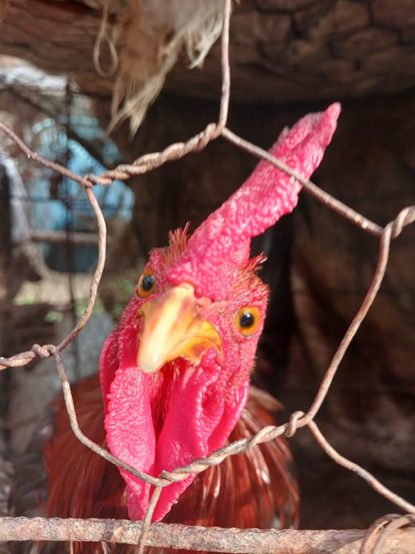 Backyard poultry, plants, and everyday objects in Altagracia