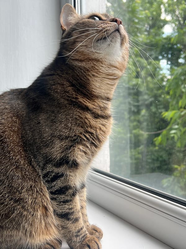 Tabby cat by the window, baby on the rug