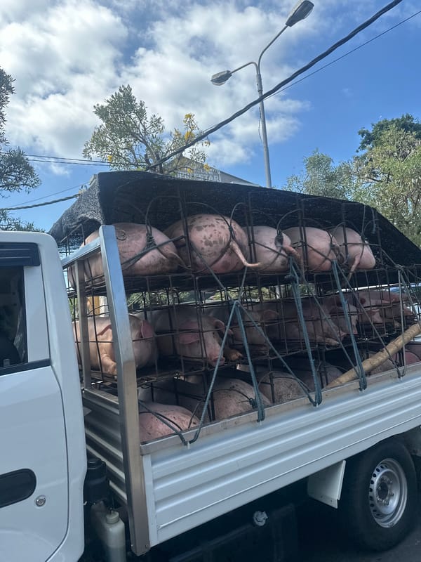 Livestock transport truck carries pigs through Denpasar, Indonesia