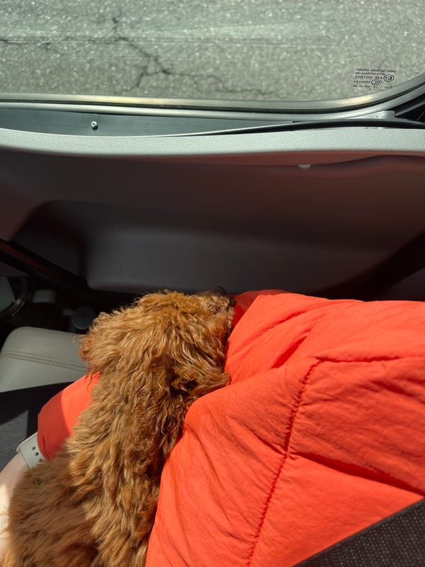 Person with brown dog spotted in vehicle near Sofia