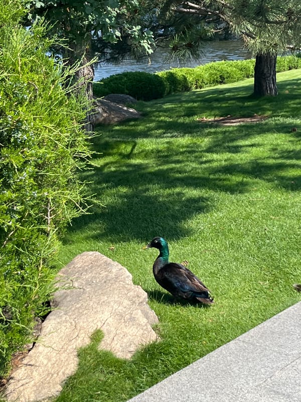 Peacocks and waterways at a Dnipro riverside park