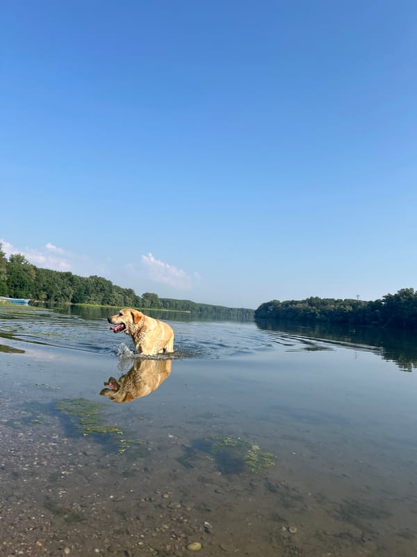 Retriever swimming in a Bulgarian river on a summer morning