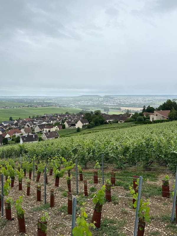 Vineyard vistas documented in Hautvillers champagne region France