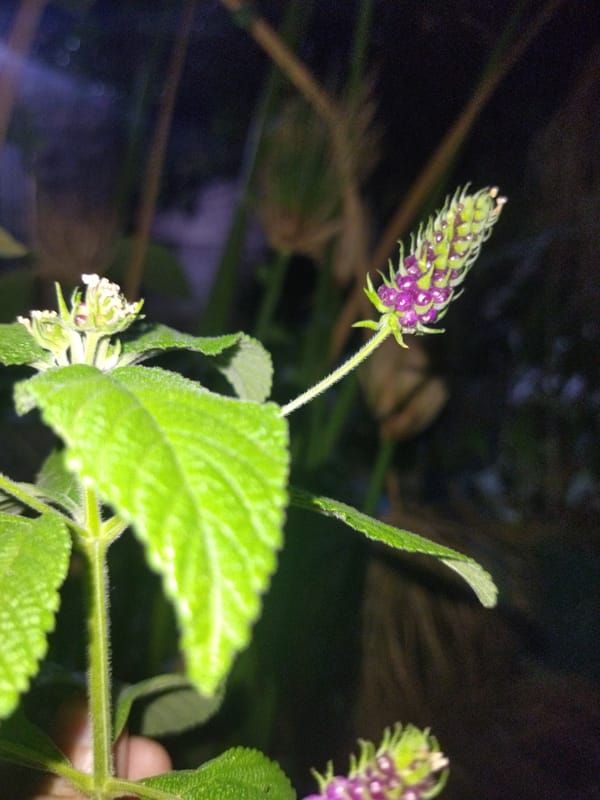 Nighttime botanical and shadow photography session in Tinaquillo Venezuela