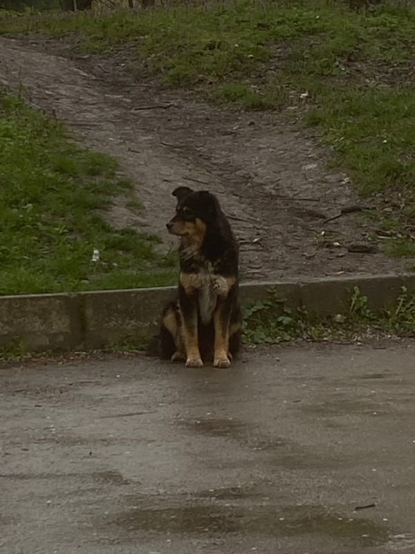 Dog spotted on Targovishte streets, sitting and sniffing pavement