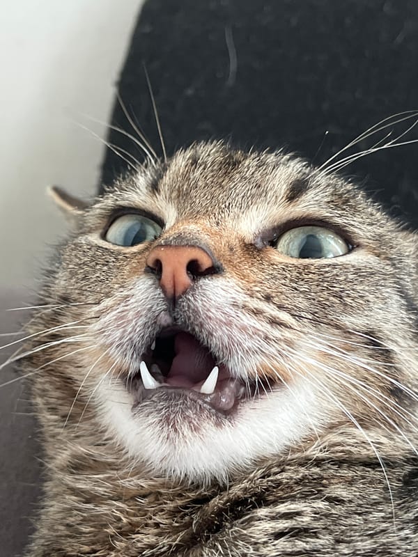 Tabby cat photographed in playful domestic moments in Pavlovka
