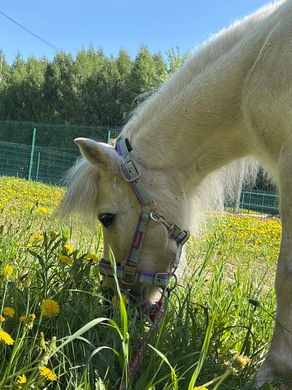 Horses graze as woman takes selfies in Russian meadow