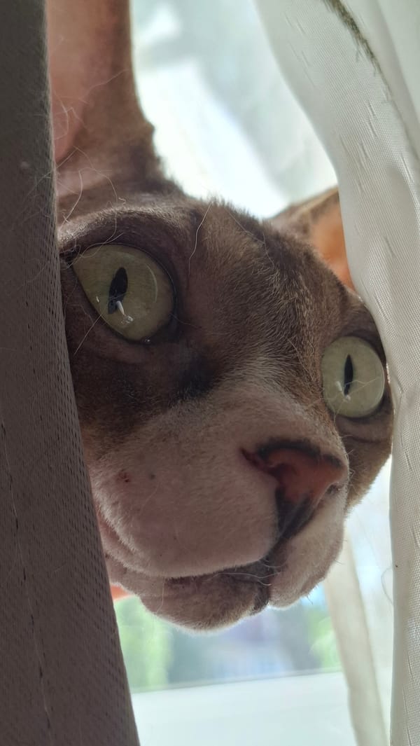 Sphynx cat in a striped robe peers through curtains on a windowsill