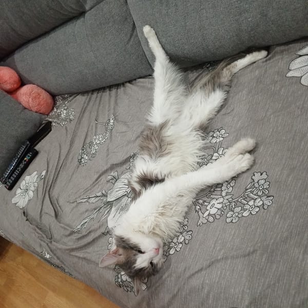 Cat relaxes on couch in Gremyachinsk home