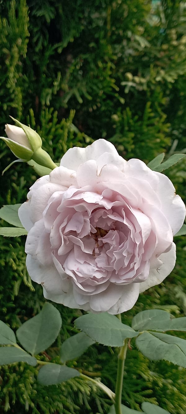 Summer garden details in Radisne — flowers, insects, and fresh produce