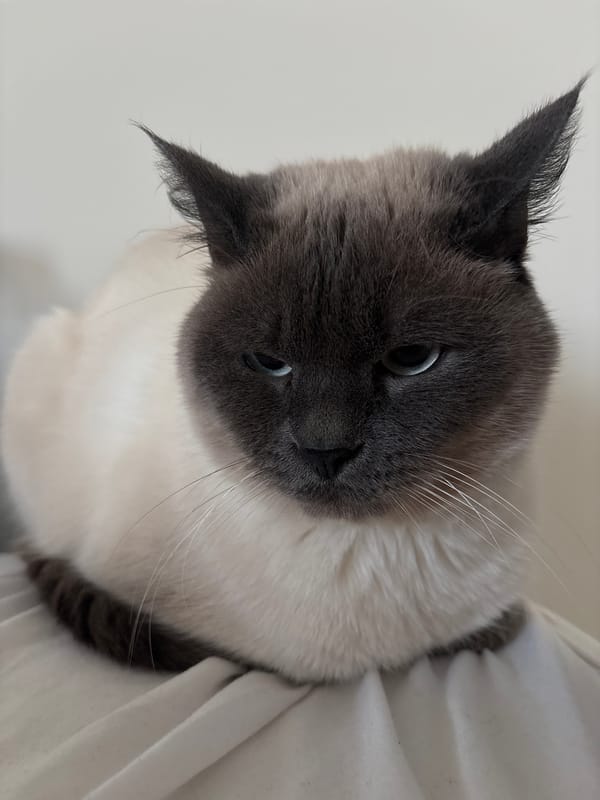 Siamese cat spotted in Antwerp showing breed characteristics