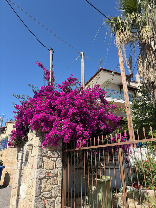 Sunny morning scenes from a Kassandra coastal village