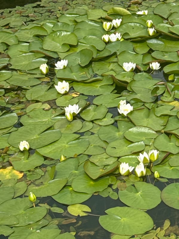 Water lilies and roses up close in Dmitrov