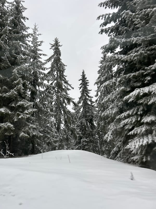 Spring snowfall blankets Smolyan forests in Bulgaria