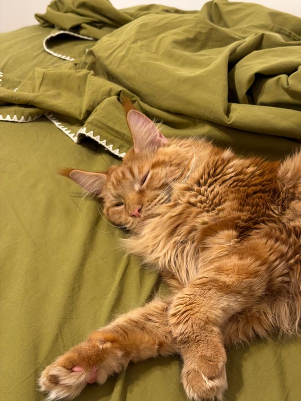 Ginger cat spotted napping on green fabric in Kazan