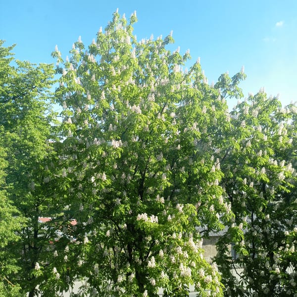 Horse chestnut trees bloom in urban area
