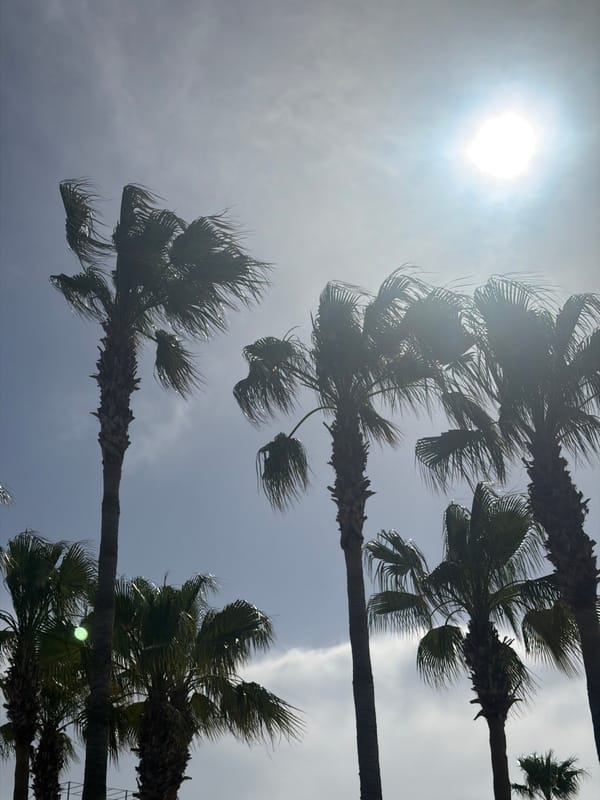 Palm trees photographed against bright hazy sky in Serik