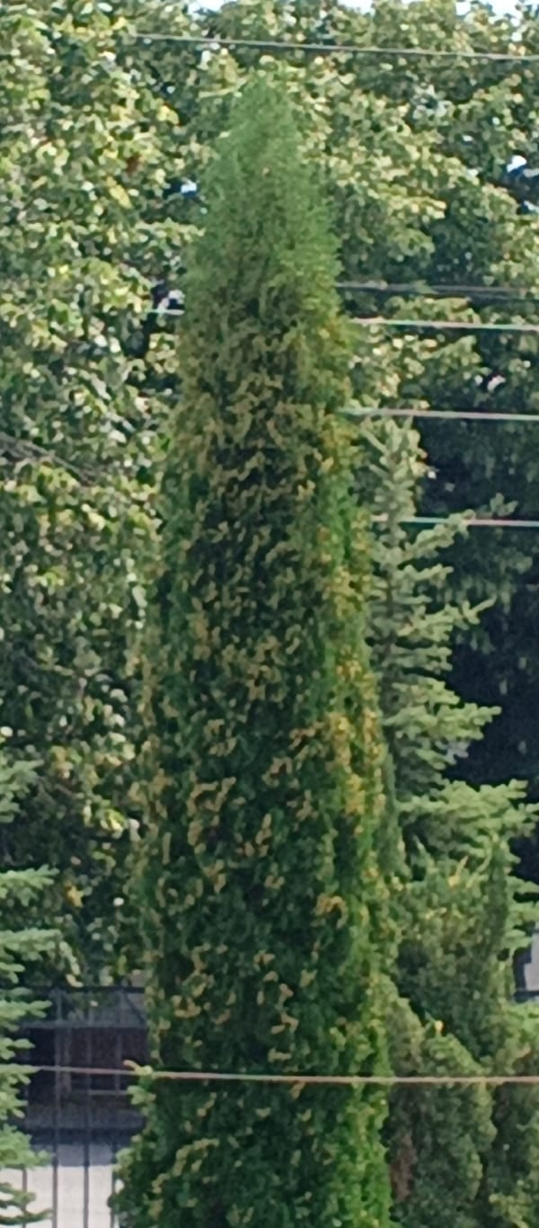 Narrow evergreen tree stands out in Tskhinvali streetscape
