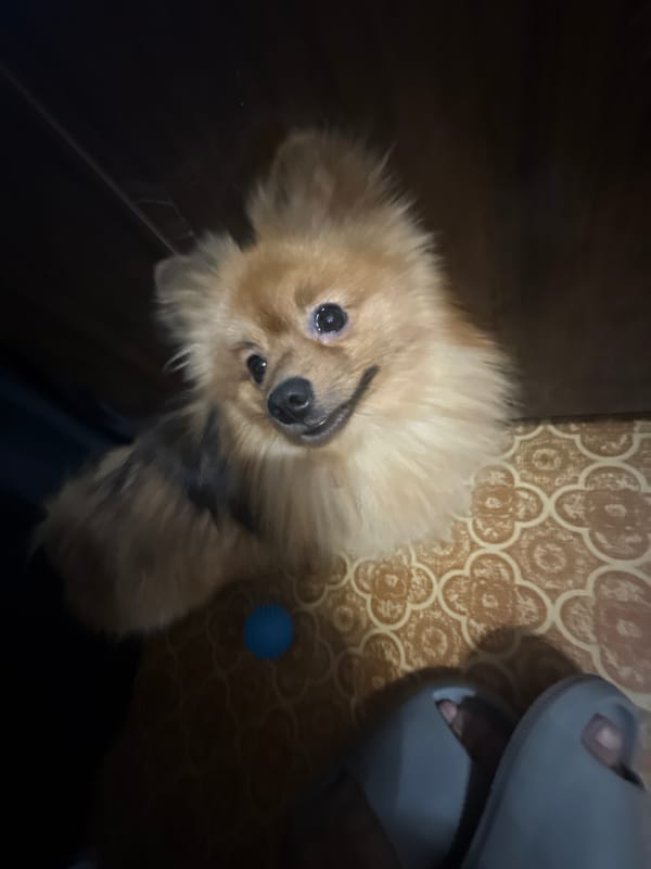 Pomeranian and its owner chilling at home in Khimki