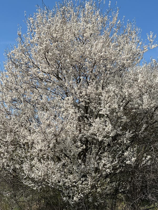 Spring morning scenes documented across Sofia, Bulgaria